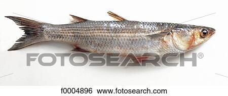inside, fish, grey mullet, grey, sea fish, aliment View Large Photo Image Stock Photograph - inside, fish, grey mullet, grey, sea fish, aliment. Fotosearch