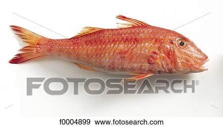 inside, fish, red mullet, red, sea fish, aliment View Large Photo Image Stock Photo - inside, fish, red mullet, red, sea fish, aliment. Fotosearch
