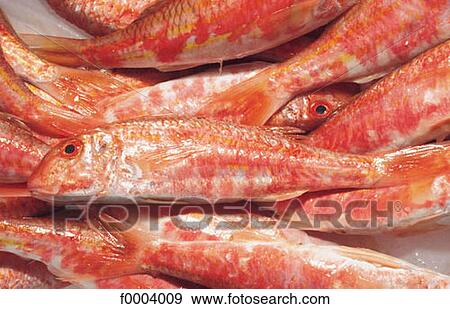 Stock Photo - inside, fish, red, sea fish, red mullet, aliment. Fotosearch