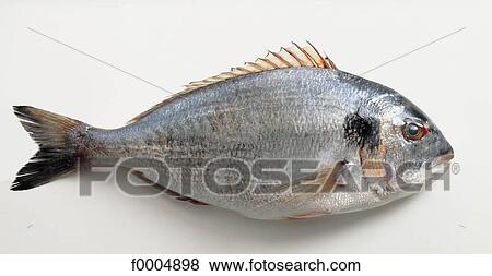 Stock Photo - inside, fish, sea bream, grey, sea fish, aliment. Fotosearch