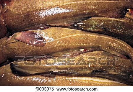 inside, fish, sea fish, cod, cod, aliment View Large Photo Image Stock Photography - inside, fish, sea fish, cod, cod, aliment. Fotosearch