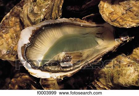 Stock Photo - inside, oyster, mollusc, seafood, shell, aliment. Fotosearch