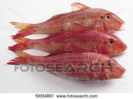 inside, red, red mullet, sea fish, fish, aliment View Large Photo Image Stock Image - inside, red, red mullet, sea fish, fish, aliment. Fotosearch