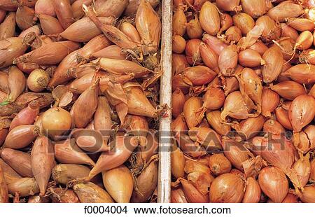 inside, shallot, bulb vegetable, vegetable, condiment, aliment View Large Photo Image Picture - inside, shallot, bulb vegetable, vegetable, condiment, aliment. Fotosearch