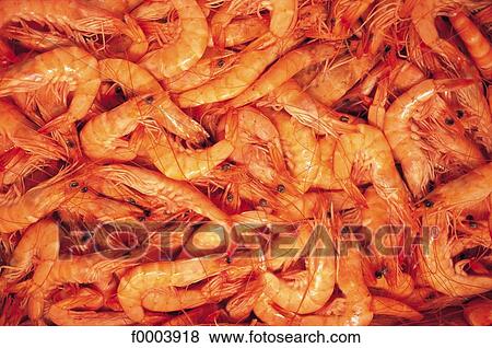 inside, shellfish, pink, seafood, prawn, aliment View Large Photo Image Stock Photo - inside, shellfish, pink, seafood, prawn, aliment. Fotosearch