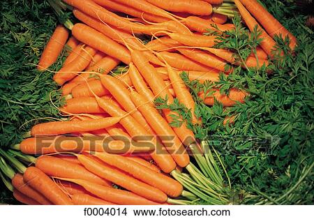 Picture - inside, vegetable, bunch, carrot, root, aliment. Fotosearch