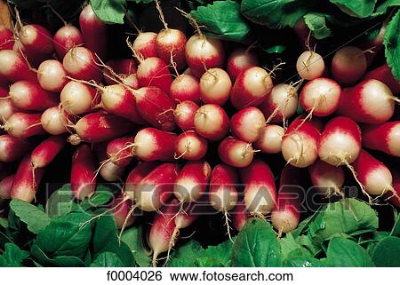 inside, vegetable, bunch, radish, root, aliment View Large Photo Image Stock Photograph - inside, vegetable, bunch, radish, root, aliment. Fotosearch