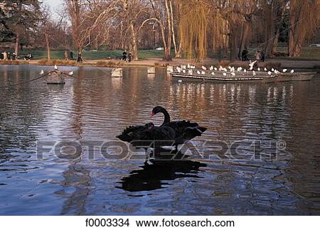 lake, animal, animals, black swan, bird, Europe, France View Large Photo Image Picture - lake, animal, animals, black swan, bird, Europe, France. Fotosearch