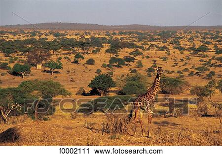landscape, landscapes, scene, scenery, scenes, sceneries, scenic View Large Photo Image Stock Image - landscape, landscapes, scene, scenery, scenes, sceneries, scenic. Fotosearch