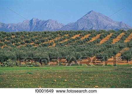 landscape, landscapes, scene, scenery, scenes, sceneries, scenic View Large Photo Image Stock Photo - landscape, landscapes, scene, scenery, scenes, sceneries, scenic. Fotosearch