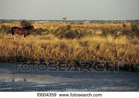 landscapes, animals, landscape, mammal, horse, scene, animal View Large Photo Image Stock Photo - landscapes, animals, landscape, mammal, horse, scene, animal. Fotosearch
