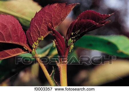 leaf, leaves, animal, animals, insect, plant louse, flora View Large Photo Image Stock Photo - leaf, leaves, animal, animals, insect, plant louse, flora. Fotosearch