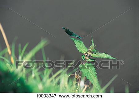 leaf, leaves, animal, animals, dragonfly, insect, nettle View Large Photo Image Stock Photo - leaf, leaves, animal, animals, dragonfly, insect, nettle. Fotosearch