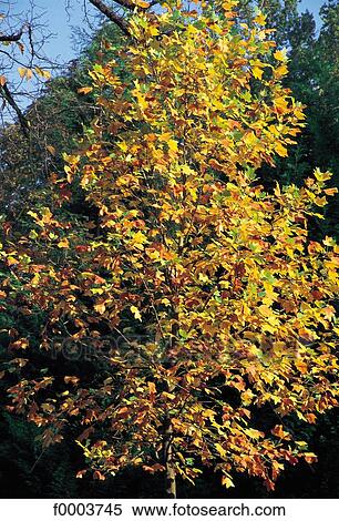Stock Photography - leaf, leaves, autumn, fyellow, Indian Summer, maple. Fotosearch