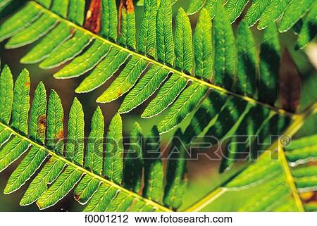 leaf, leaves, fern, green, flora, wildlife, nature View Large Photo Image Stock Image - leaf, leaves, fern, green, flora, wildlife, nature. Fotosearch