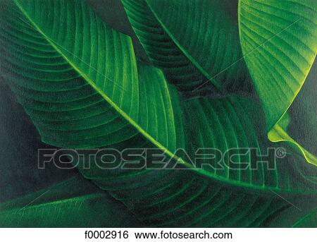 leaf, leaves, green, drawing, painting, inside View Large Photo Image Stock Photograph - leaf, leaves, green, drawing, painting, inside. Fotosearch