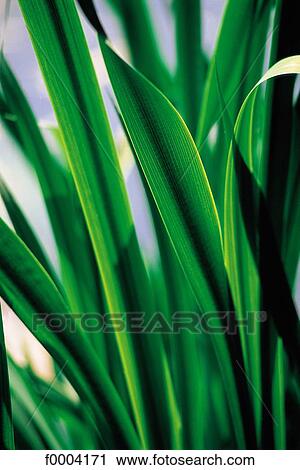 leaf, leaves, green, flora, wildlife, exterior View Large Photo Image Stock Image - leaf, leaves, green, flora, wildlife, exterior. Fotosearch