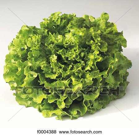 leaf, salad, green, leaf vegetable, vegetable, leaves, aliment View Large Photo Image Stock Photo - leaf, salad, green, leaf vegetable, vegetable, leaves, aliment. Fotosearch