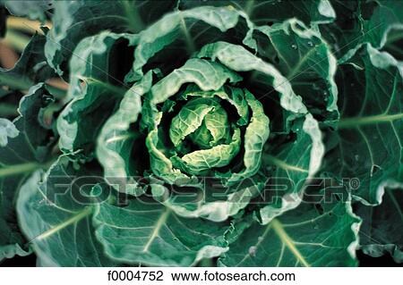 Stock Image - leaf vegetable, cabbage, vegetable, green, green cabbage, aliment. Fotosearch