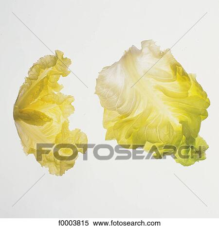 leaf vegetable, salad, vegetable, leaves, leaf, lettuce, aliment View Large Photo Image Stock Photography - leaf vegetable, salad, vegetable, leaves, leaf, lettuce, aliment. Fotosearch