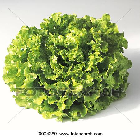 Stock Photo - leaf, vegetable, Webb lettuce, salad, leaf vegetable, leaves, aliment. Fotosearch