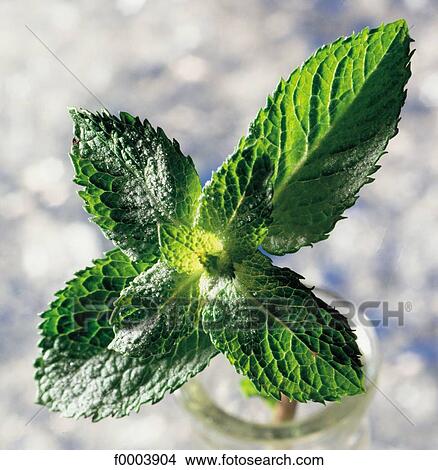 leaves, aromatic, leaf, green, mint, freshness, aliment View Large Photo Image Picture - leaves, aromatic, leaf, green, mint, freshness, aliment. Fotosearch