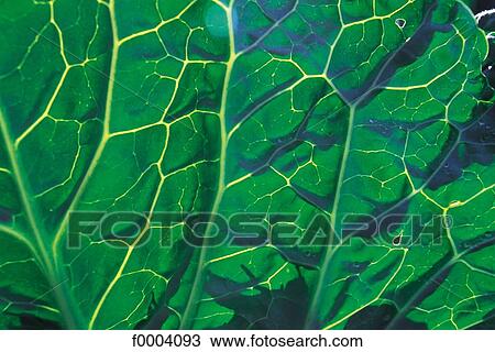 leaves, cabbage, leaf, green, vegetable, leaf vegetable, aliment View Large Photo Image Stock Image - leaves, cabbage, leaf, green, vegetable, leaf vegetable, aliment. Fotosearch