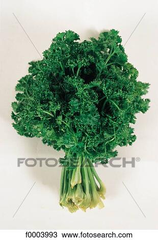 leaves, condiment, leaf, parsley, green, aromatic, aliment View Large Photo Image Stock Image - leaves, condiment, leaf, parsley, green, aromatic, aliment. Fotosearch