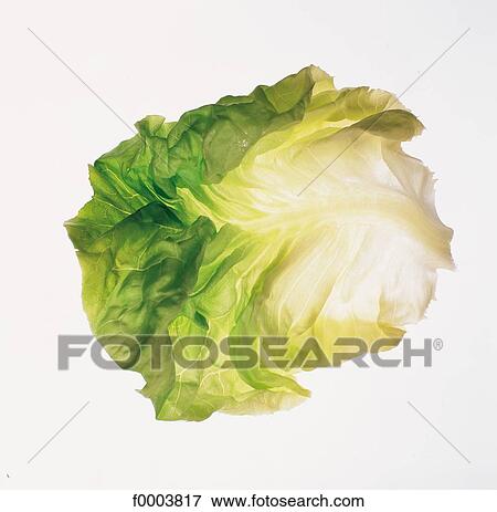 lettuce, leaf vegetable, salad, leaves, leaf, aliment View Large Photo Image Stock Photo - lettuce, leaf vegetable, salad, leaves, leaf, aliment. Fotosearch