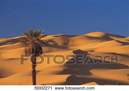 loneliness, lonely, palm tree, landscape, landscapes, scene, scenery View Large Photo Image Stock Image - loneliness, lonely, palm tree, landscape, landscapes, scene, scenery. Fotosearch