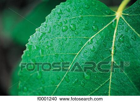 Stock Image - macrophotography, dew, drop of water, leaf, leaves, green. Fotosearch