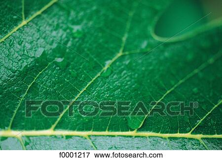 macrophotography, leaf, leaves, green, dew, drop of water, drop View Large Photo Image Stock Photo - macrophotography, leaf, leaves, green, dew, drop of water, drop. Fotosearch