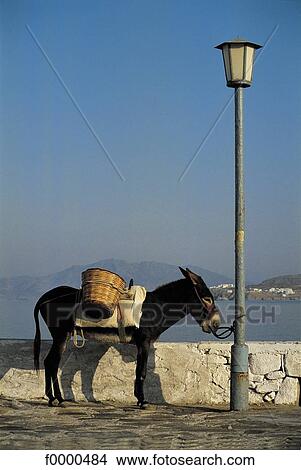 Picture - mammal, animals, donkey, Europe, Greece, Cyclades, animal. Fotosearch