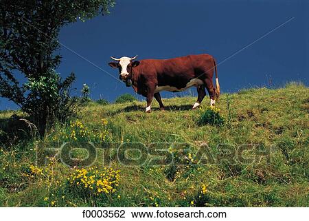 mammal, animals, ruminant, cattle, cow, animal View Large Photo Image Stock Image - mammal, animals, ruminant, cattle, cow, animal. Fotosearch
