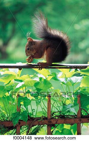 mammal, animals, squirrel, wildlife, wild animal, Italy, animal View Large Photo Image Stock Photo - mammal, animals, squirrel, wildlife, wild animal, Italy, animal. Fotosearch