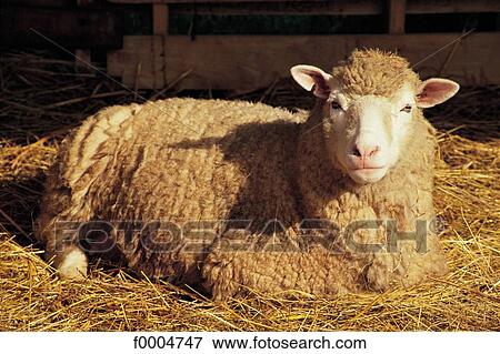 mammal, cattle, sheep, animal, animals, tamed animal View Large Photo Image Stock Photo - mammal, cattle, sheep, animal, animals, tamed animal. Fotosearch