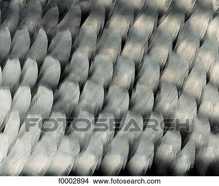 metal, burnish, grey, sheet of metal, reflection, reflecting, reflect View Large Photo Image Picture - metal, burnish, grey, sheet of metal, reflection, reflecting, reflect. Fotosearch