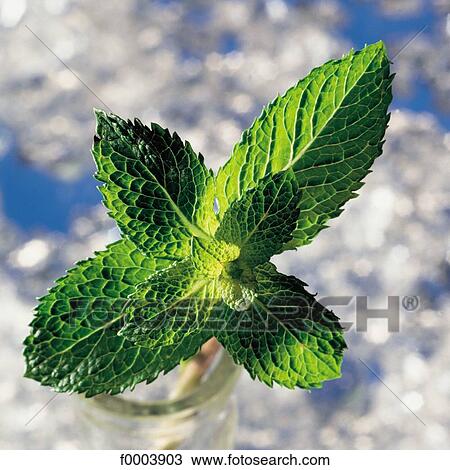 mint, aliment, aromatic, green, aromatic, leaf, leaves View Large Photo Image Stock Image - mint, aliment, aromatic, green, aromatic, leaf, leaves. Fotosearch