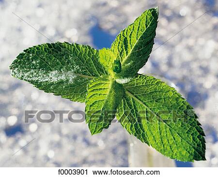 mint, aromatic, aliment, green, leaf, leaves, aromatic View Large Photo Image Stock Image - mint, aromatic, aliment, green, leaf, leaves, aromatic. Fotosearch