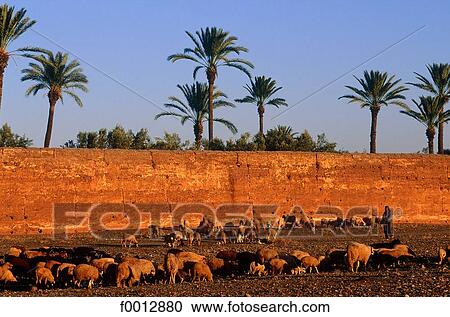 Morocco, Northern Africa, travel, travel exterior, open air, Marrakesh, people View Large Photo Image Stock Image - Morocco, Northern Africa, travel, travel exterior, open air, Marrakesh, people. Fotosearch