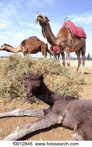 Morocco, Northern Africa, travel, travel exterior, open air, animal View Large Photo Image Stock Photography - Morocco, Northern Africa, travel, travel exterior, open air, animal. Fotosearch