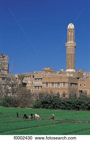Stock Image - mosque, minaret, field, harvest, harvesting, Islam, Yemen. Fotosearch