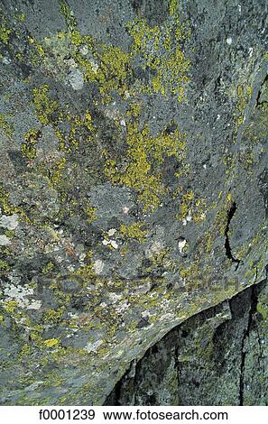 moss, exterior, open air, background, backgrounds View Large Photo Image Stock Photo - moss, exterior, open air, background, backgrounds. Fotosearch