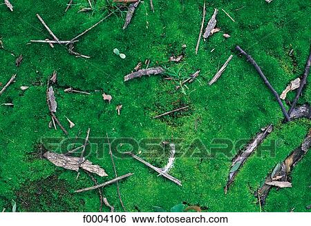 moss, green, flora, wildlife, vegetation, exterior View Large Photo Image Stock Photograph - moss, green, flora, wildlife, vegetation, exterior. Fotosearch