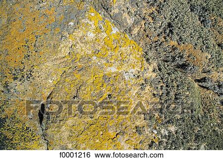moss, stone, rock, rocks, flora, wildlife, nature View Large Photo Image Stock Photograph - moss, stone, rock, rocks, flora, wildlife, nature. Fotosearch