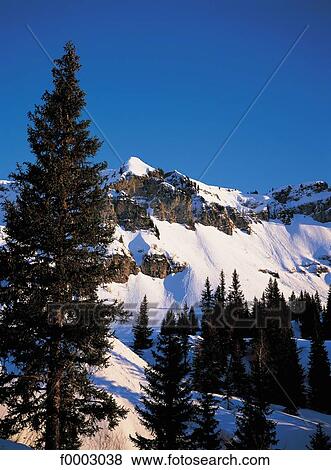 Stock Photo - mountain, mountains, snow, tree, trees, fir tree, landscape. Fotosearch