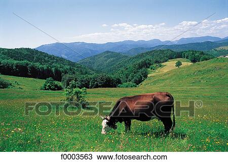 mountains, animals, mountain, field, cow, general view, animal View Large Photo Image Stock Image - mountains, animals, mountain, field, cow, general view, animal. Fotosearch