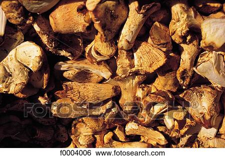 Stock Photograph - mushroom, aliment, chanterelle mushroom, inside, indoors, gastronomy. Fotosearch