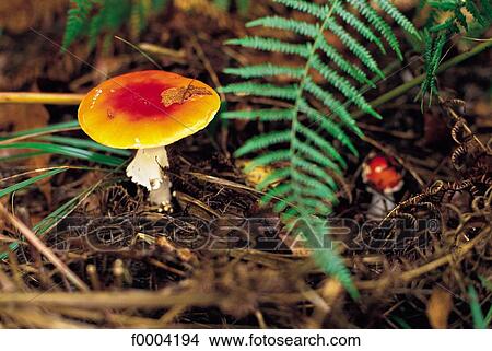 mushroom, amanita, Caesar's agaric, flora, wildlife, vegetable, nature View Large Photo Image Picture - mushroom, amanita, Caesar's agaric, flora, wildlife, vegetable, nature. Fotosearch
