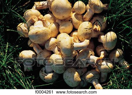 mushroom, button mushroom, aliment, exterior, open air, gastronomy View Large Photo Image Stock Image - mushroom, button mushroom, aliment, exterior, open air, gastronomy. Fotosearch
